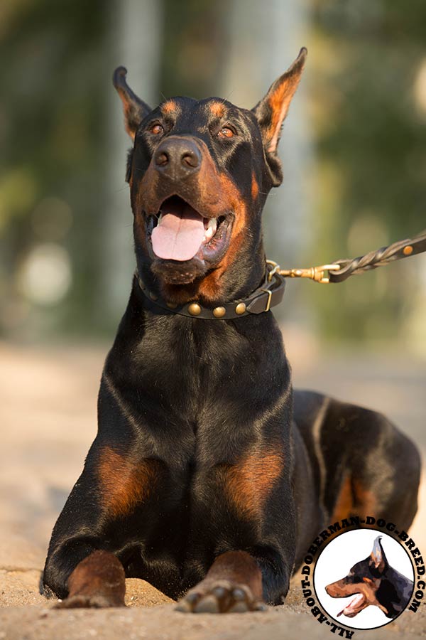 Doberman leather collar with non-corrosive studs for improved control