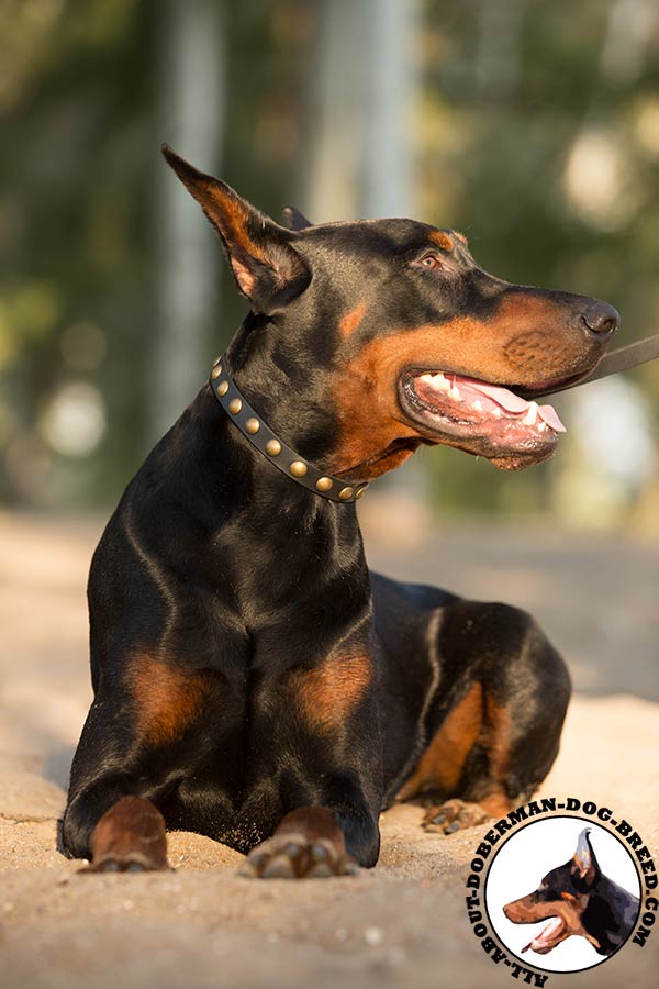 Doberman black leather collar with duly riveted studs for walking in style