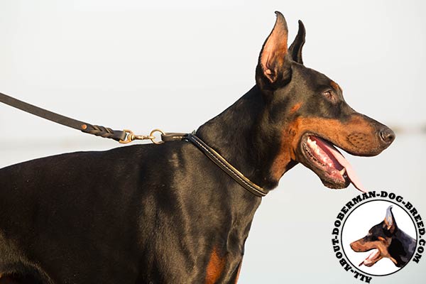 Doberman black leather collar with strong fittings for professional use