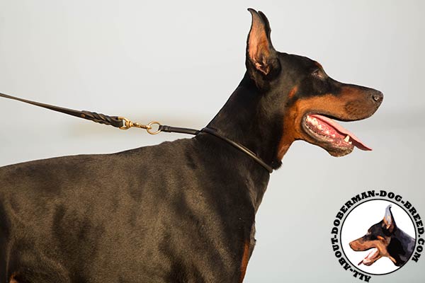 Doberman black leather collar of genuine materials with brass plated hardware for daily activity