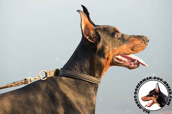 Doberman leather collar with strong brass plated hardware for daily activity