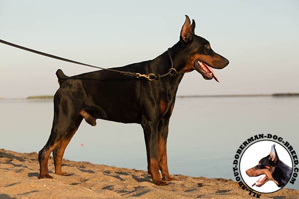 Doberman black leather collar with durable brass plated fittings for improved control