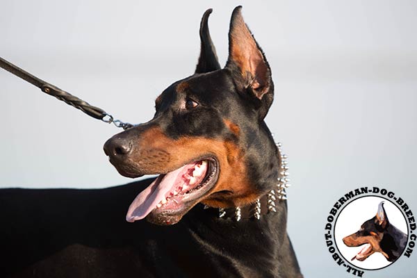 Doberman brown leather collar of high quality with d-ring for leash attachment for quality control