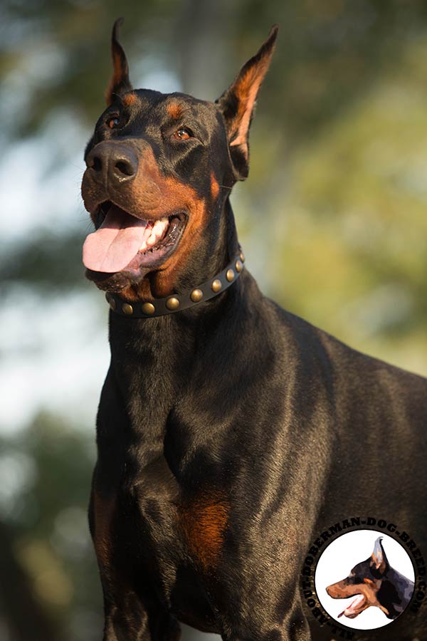 Doberman black leather collar with non-corrosive studs for agitation training