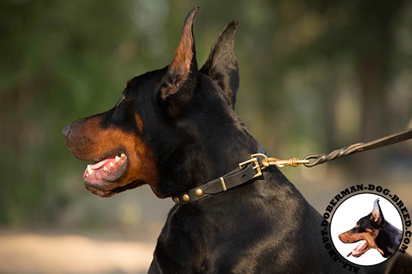 Doberman black leather collar of genuine materials with traditional buckle for stylish walks