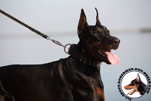 Doberman leather collar of genuine materials adorned with spikes for daily activity