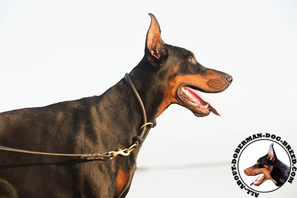 Doberman black leather collar with rust-proof hardware for daily walks
