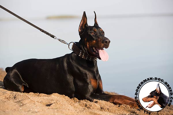 Doberman brown leather collar wide with spikes for quality control