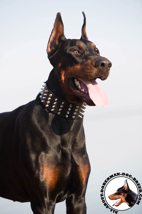 Doberman leather collar with rust-free spikes for daily activity