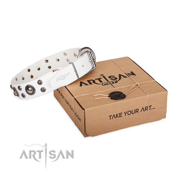 Day-to-day leather dog collar with exceptional embellishments