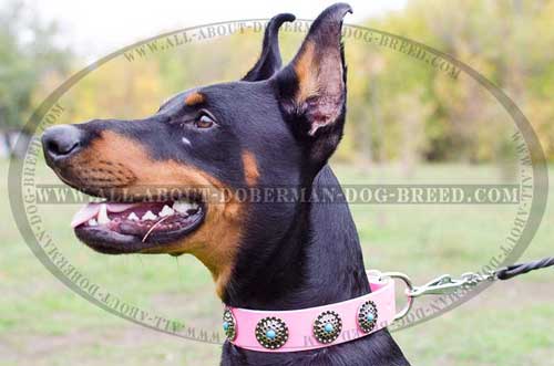 Fancy looking blue stones for leather collar 