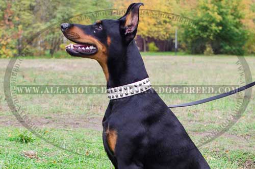 High quality elegant leather collar for Doberman