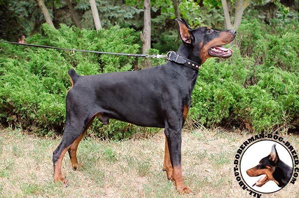 Leather collar for stylish Doberman Dog