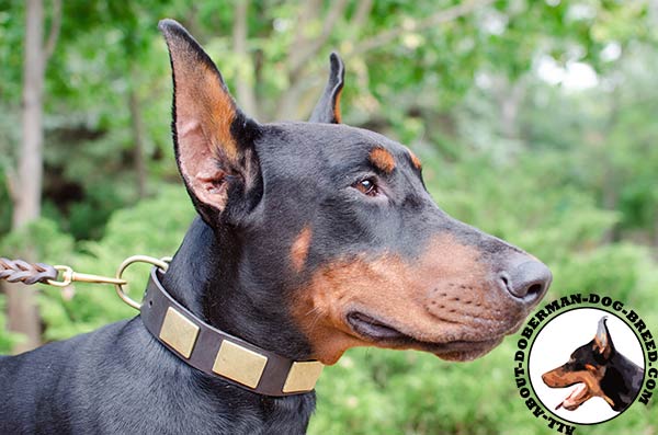 Doberman leather collar for stylish walking 