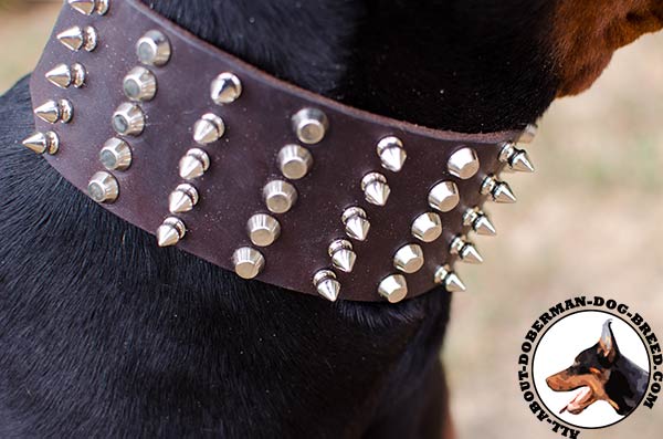 Extra wide Doberman walking leather collar