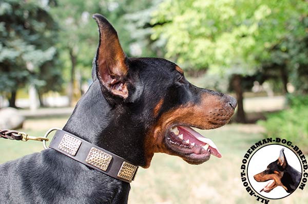 Stunning design Doberman leather collar 