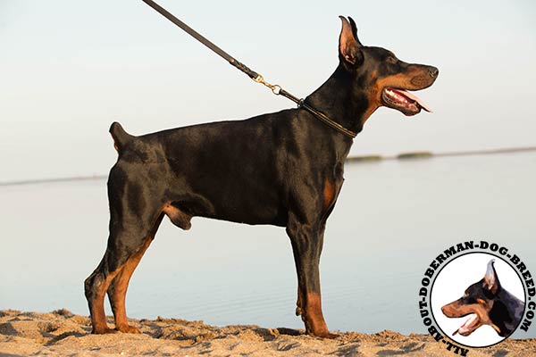 Doberman collar with brass plated ring