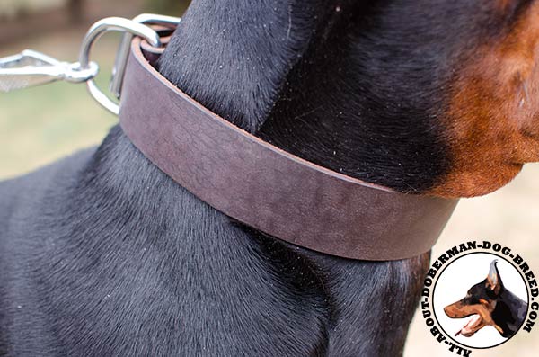 Amazing Doberman collar for different activities