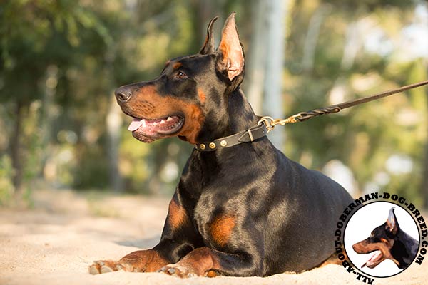 Gorgeous Doberman collar with brass dotted circles