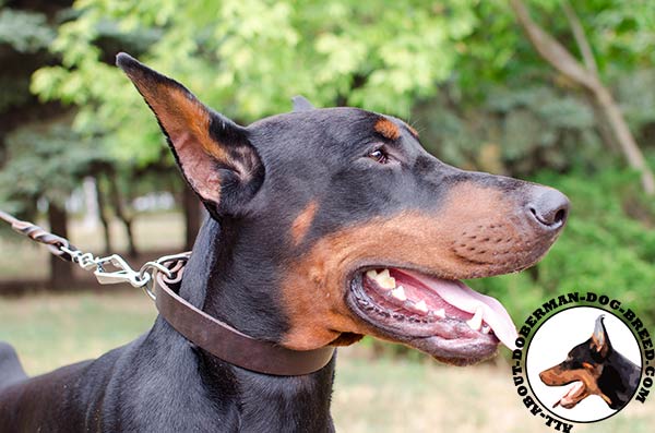 Leather Doberman collar for everyday use