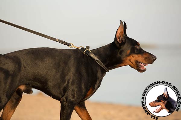 The best quality leather collar for Doberman