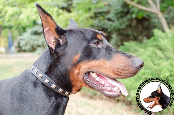 Studded collar for Doberman with pyramids