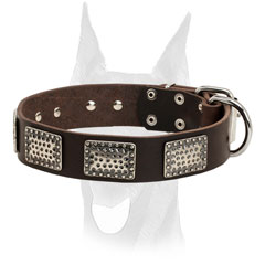 Wide leather Doberman collar with nickel plated fittings