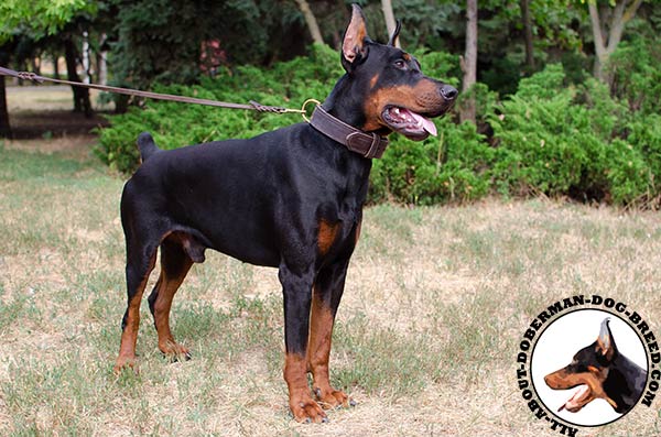 Handmade leather collar for Doberman Breed