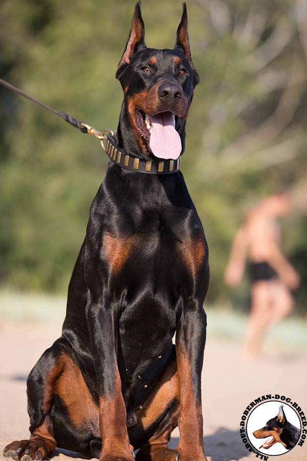 Doberman leather collar with brass plates