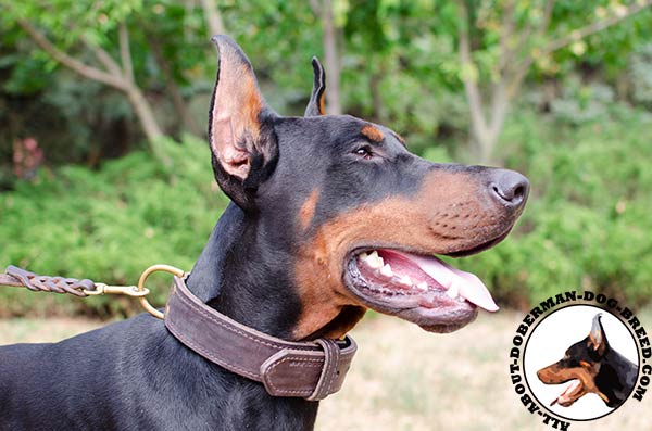 2 ply leather Doberman collar for walking
