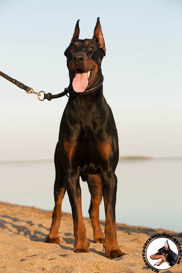 Best training leather choke collar for Doberman