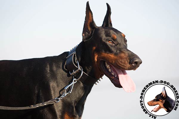 Amazing leather Doberman collar with spikes and studs