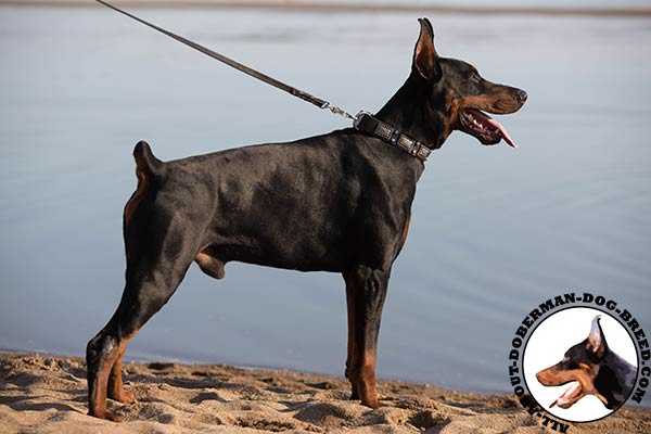 Designer leather collar for Doberman Breed