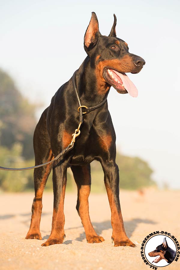 Round leather choke collar for powerful Doberman