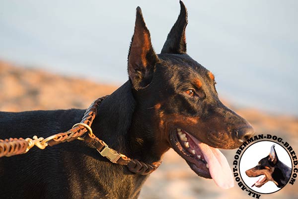 Doberman choke collar for safe walking