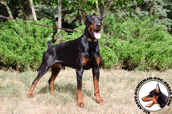 Fashion leather collar for Doberman walking in style
