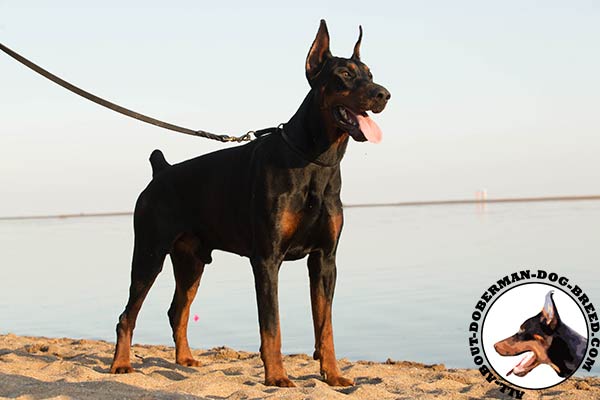 Handmade leather choke collar for different activities