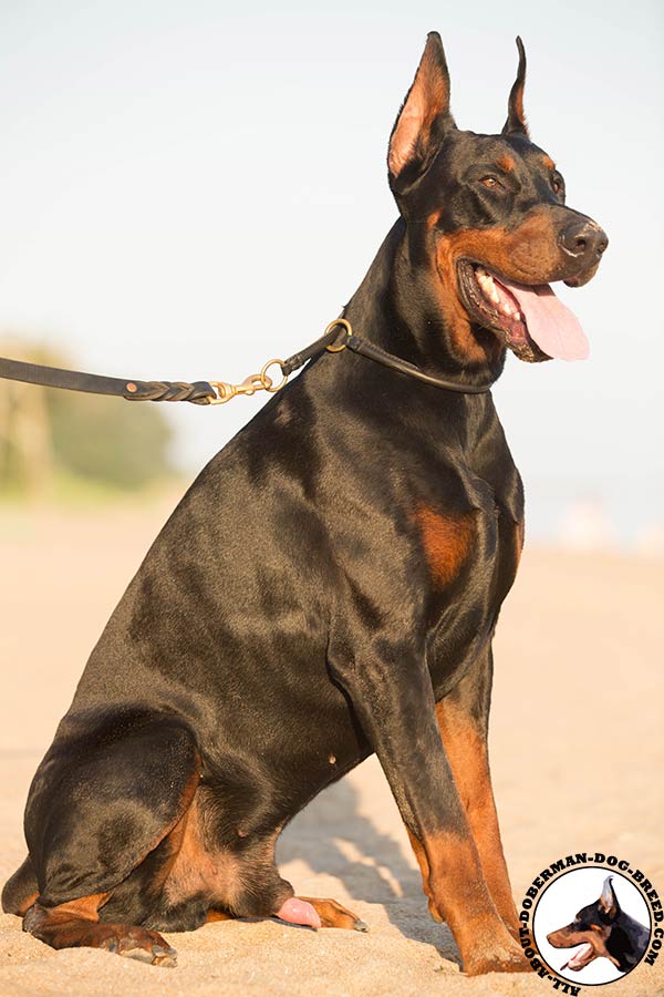 Leather choke collar for Doberman activities