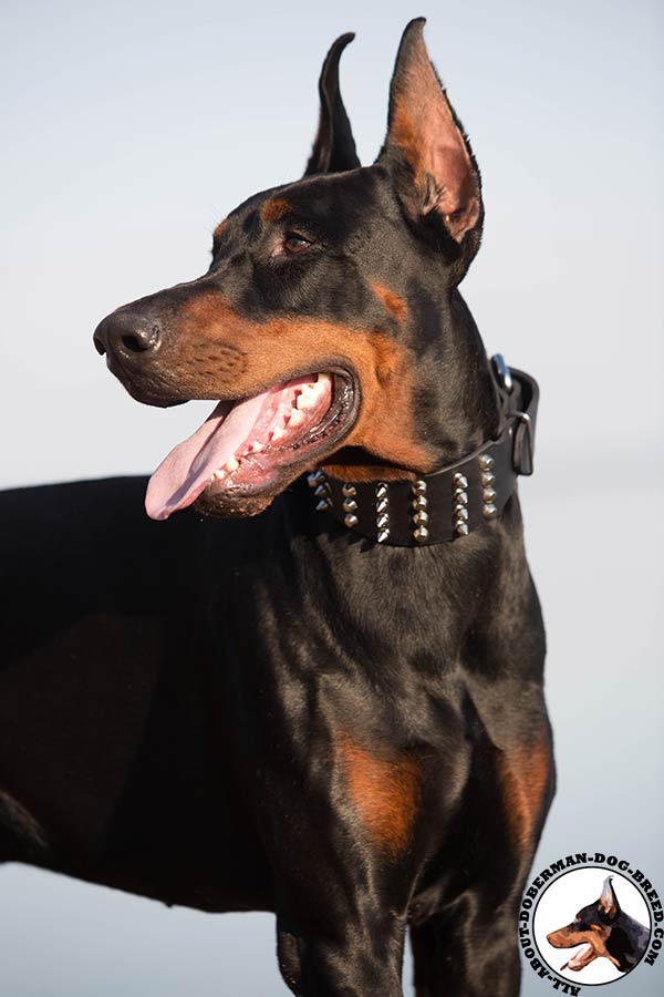 Durable leather collar with spikes and cones for Doberman