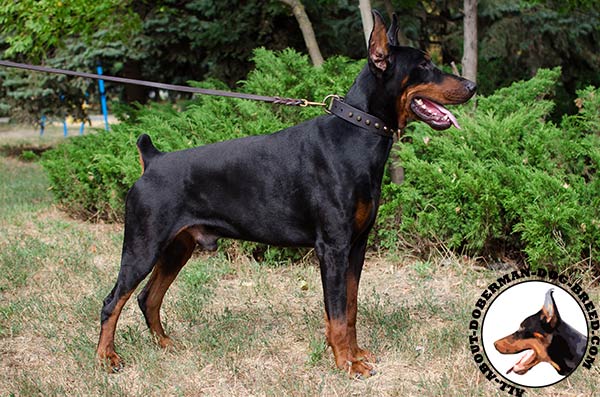 Strong and durable Doberman collar