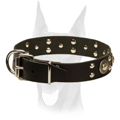 Decorated leather Doberman collar