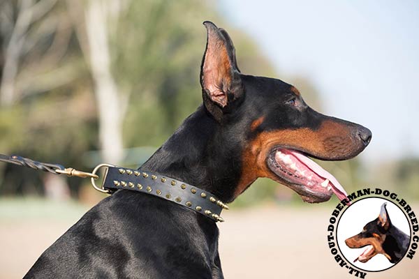 Royal design leather collar for Doberman Breed