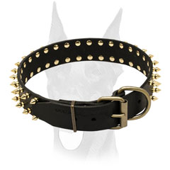Brass plated hardware and shiny spikes for leather Doberman collar