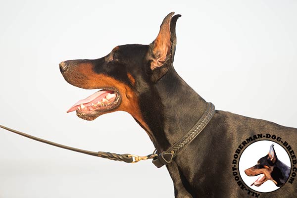 Doberman leather collar with braids