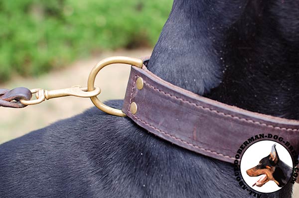 Extra wide training Doberman collar