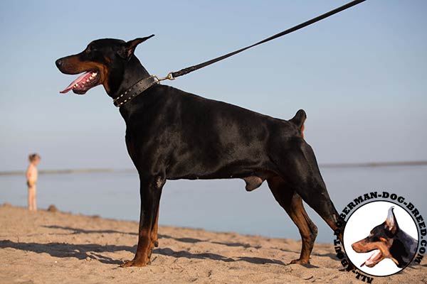 Stylish walking Doberman accessory