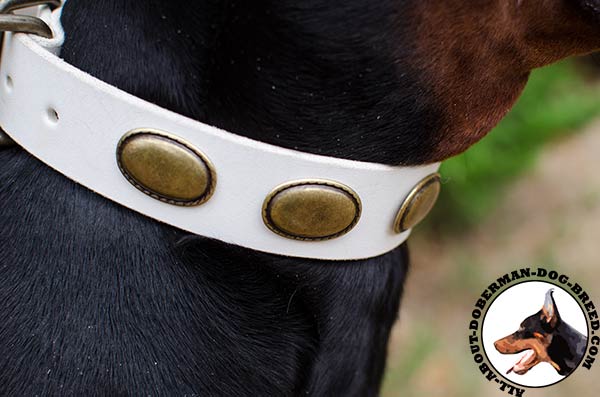 Doberman leather collar with amazing plates