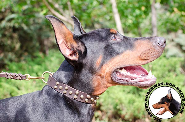 Doberman walking collar with amazing studs