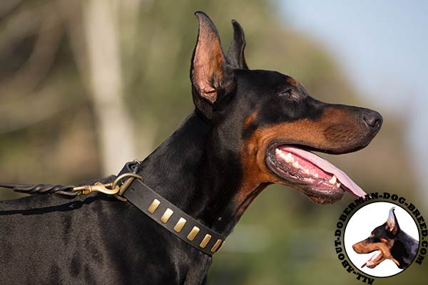 Walking leather decorated collar for Doberman