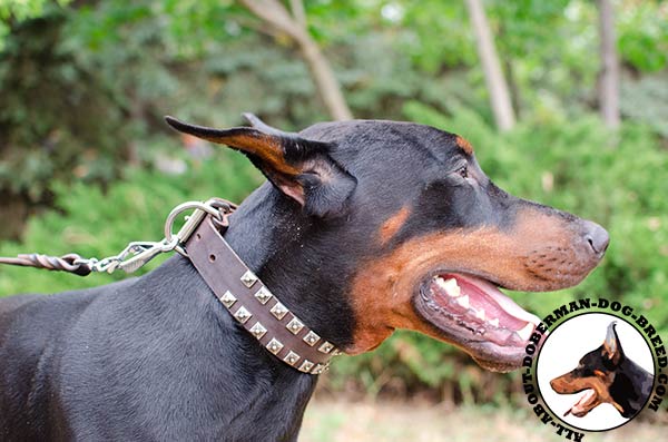 Comfortable leather collar for Doberman